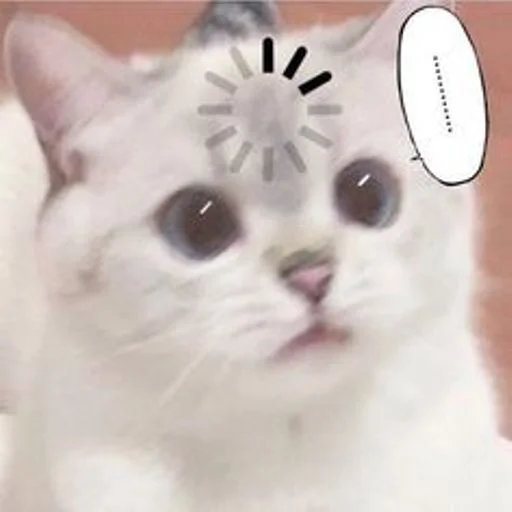 🐱 Стикер «cat_ip» для Telegram