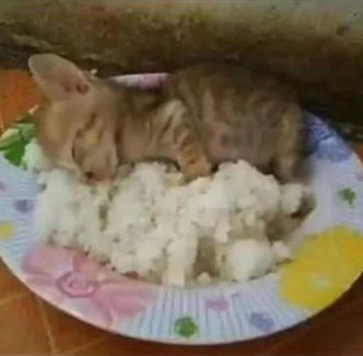 🍚 Стикер «cat_ip» для Telegram
