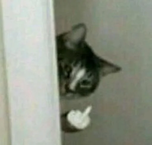 🐱 Стикер «cat_ip» для Telegram