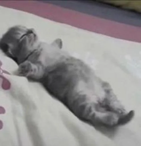🐱 Стикер «cat_ip» для Telegram