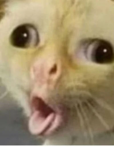 🤪 Стикер «cat_ip» для Telegram