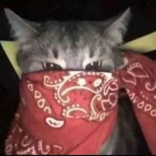 🐱 Стикер «cat_ip» для Telegram