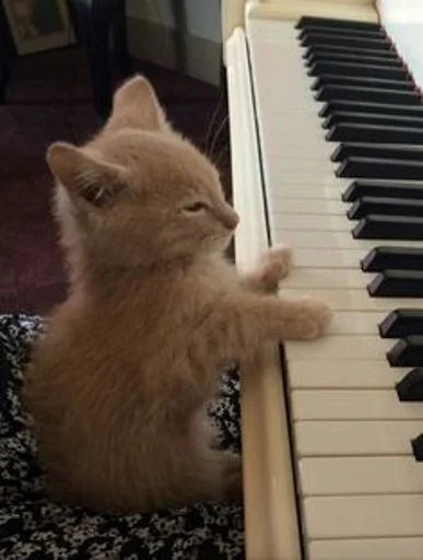 🐱 Стикер «cat_ip» для Telegram