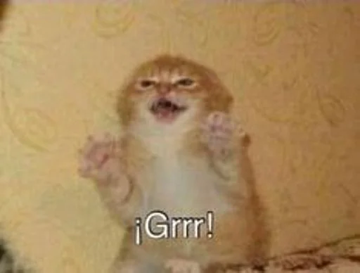 🐱 Стикер «cat_ip» для Telegram