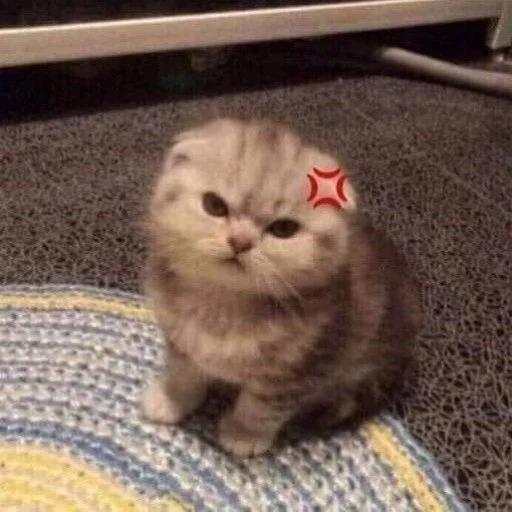 🐱 Стикер «cat_ip» для Telegram