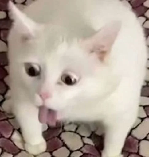 🥵 Стикер «cat_ip» для Telegram