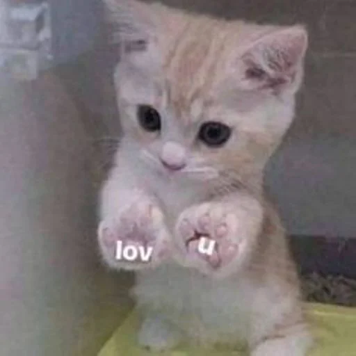 🐱 Стикер «cat_ip» для Telegram