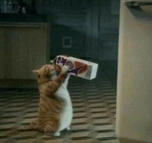 🐱 Стикер «cat_ip» для Telegram