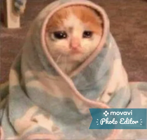 🐱 Стикер «cat_ip» для Telegram