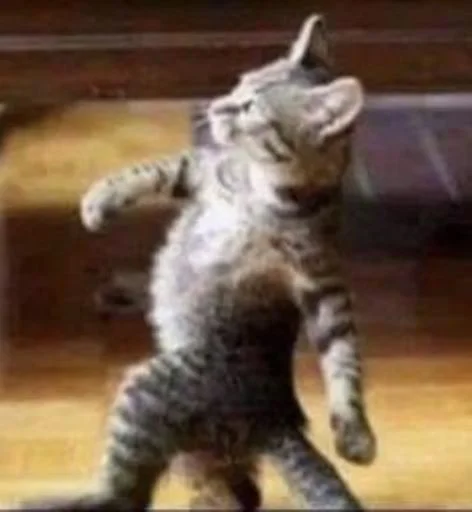 🐱 Стикер «cat_ip» для Telegram