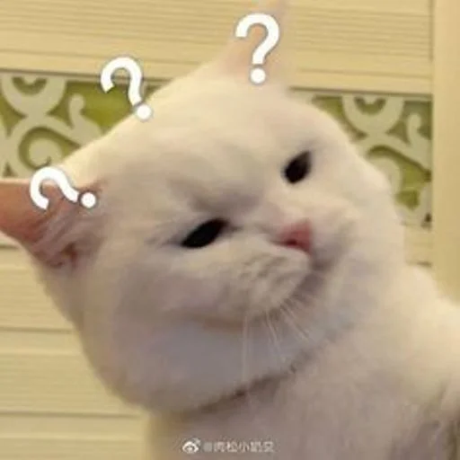🐱 Стикер «cat_ip» для Telegram