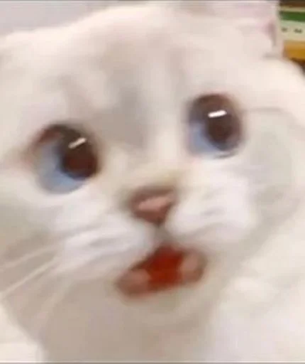 😯 Стикер «cat_ip» для Telegram