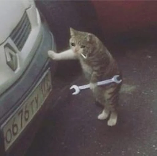 🐱 Стикер «cat_ip» для Telegram