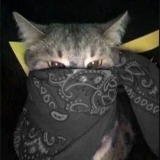 🐱 Стикер «cat_ip» для Telegram