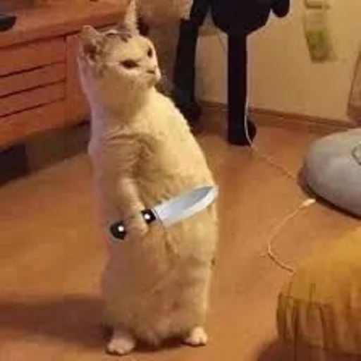 🐱 Стикер «cat_ip» для Telegram