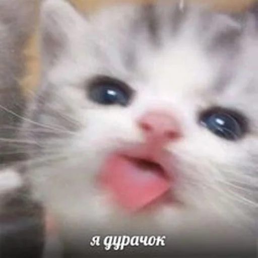 🐱 Стикер «cat_ip» для Telegram