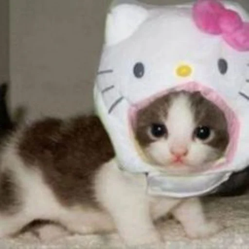 🐱 Стикер «cat_ip» для Telegram