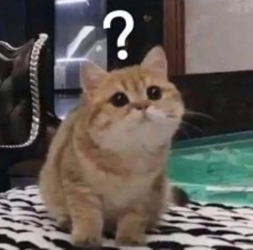🐱 Стикер «cat_ip» для Telegram