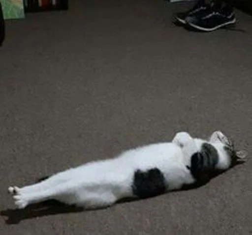 💤 Стикер «cat_ip» для Telegram