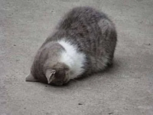 🐱 Стикер «cat_ip» для Telegram