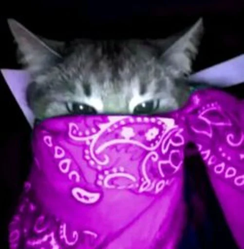 🐱 Стикер «cat_ip» для Telegram