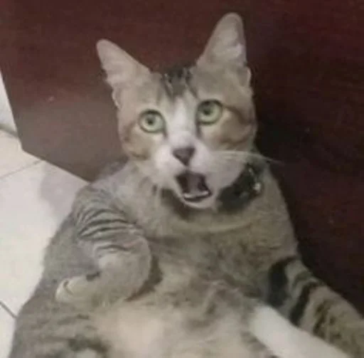 😨 Стикер «cat_ip» для Telegram