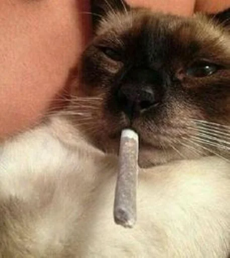 🐱 Стикер «cat_ip» для Telegram