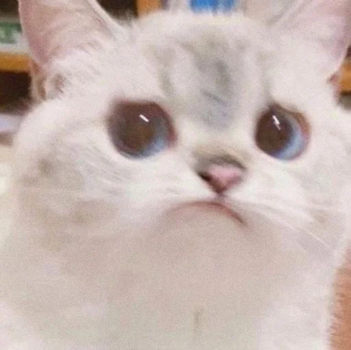 🐱 Стикер «cat_ip» для Telegram