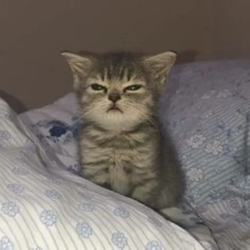 😴 Стикер «cat_ip» для Telegram