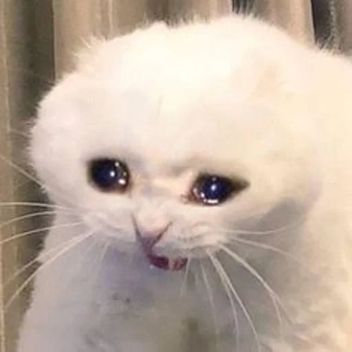 😿 Стикер «cat_ip» для Telegram