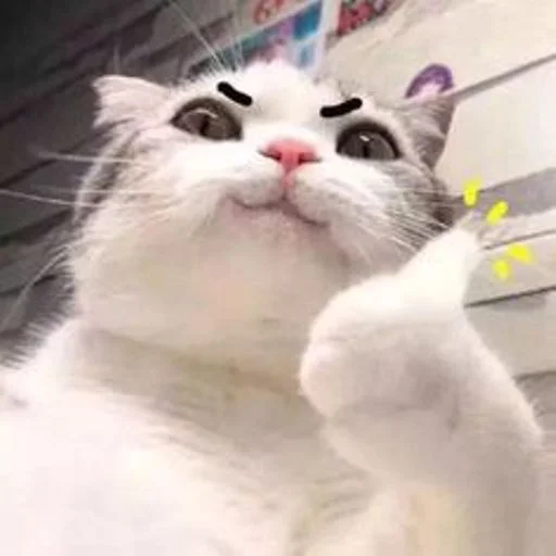 👍 Стикер «cat_ip» для Telegram