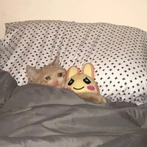 🥺 Стикер «Pussys» для Telegram