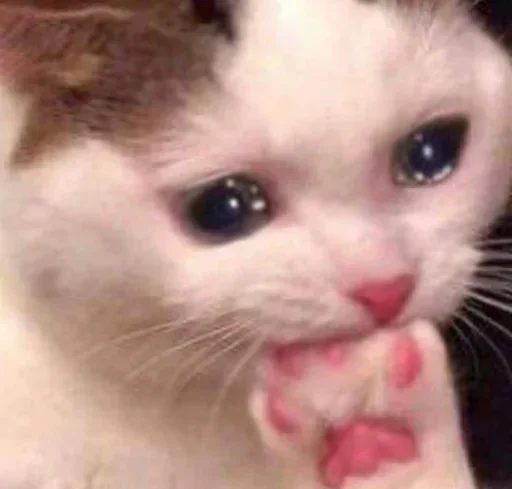 😢 Стикер «Pussys» для Telegram