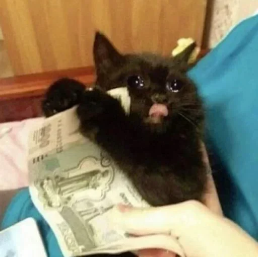 🤑 Стикер «Pussys» для Telegram
