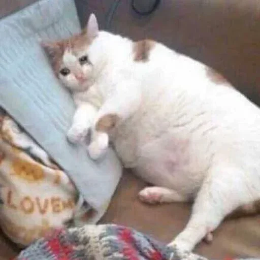 😥 Стикер «Pussys» для Telegram