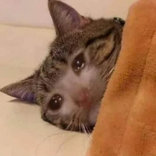 ☹ Стикер «Pussys» для Telegram