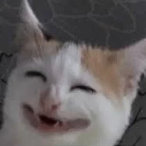 😁 Стикер «Pussys» для Telegram