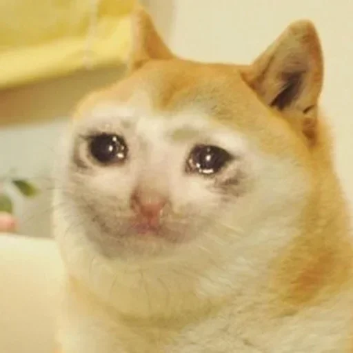 😞 Стикер «Pussys» для Telegram