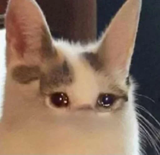 😞 Стикер «Pussys» для Telegram