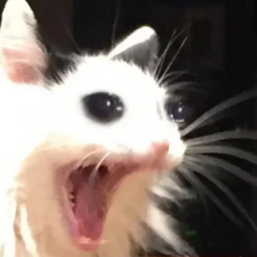 😵 Стикер «Pussys» для Telegram