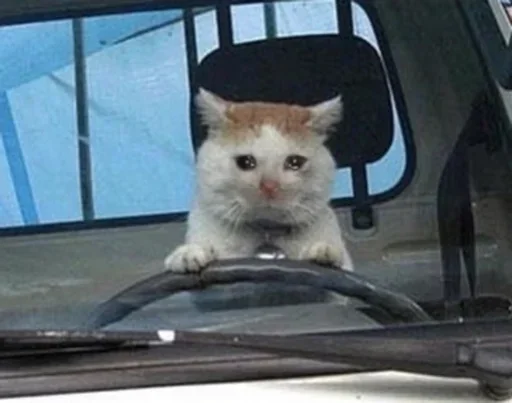 🤨 Стикер «Pussys» для Telegram