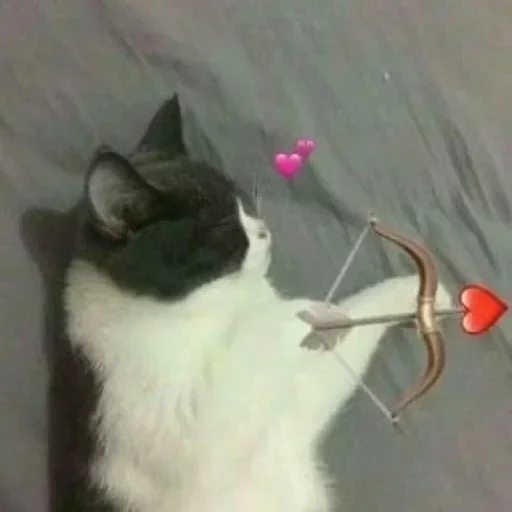 💕 Стикер «Pussys» для Telegram
