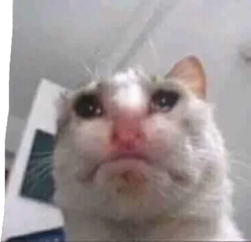 🥺 Стикер «Pussys» для Telegram
