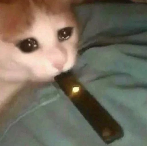 🥴 Стикер «Pussys» для Telegram