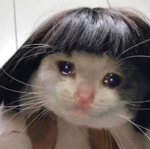😔 Стикер «Pussys» для Telegram