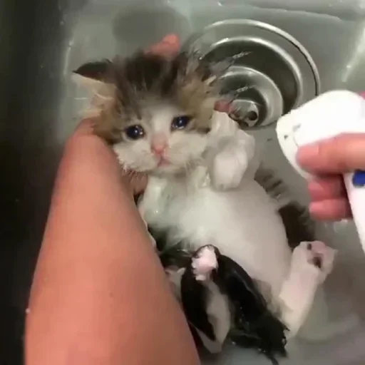 🥺 Стикер «Pussys» для Telegram