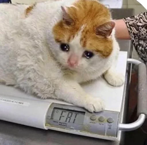 🥺 Стикер «Pussys» для Telegram