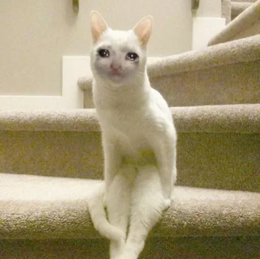 🥺 Стикер «Pussys» для Telegram