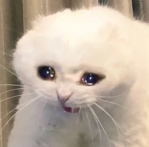 😭 Стикер «Pussys» для Telegram