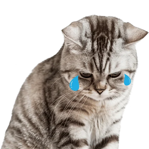 😩 Стикер «Кошачий отряд» для Telegram